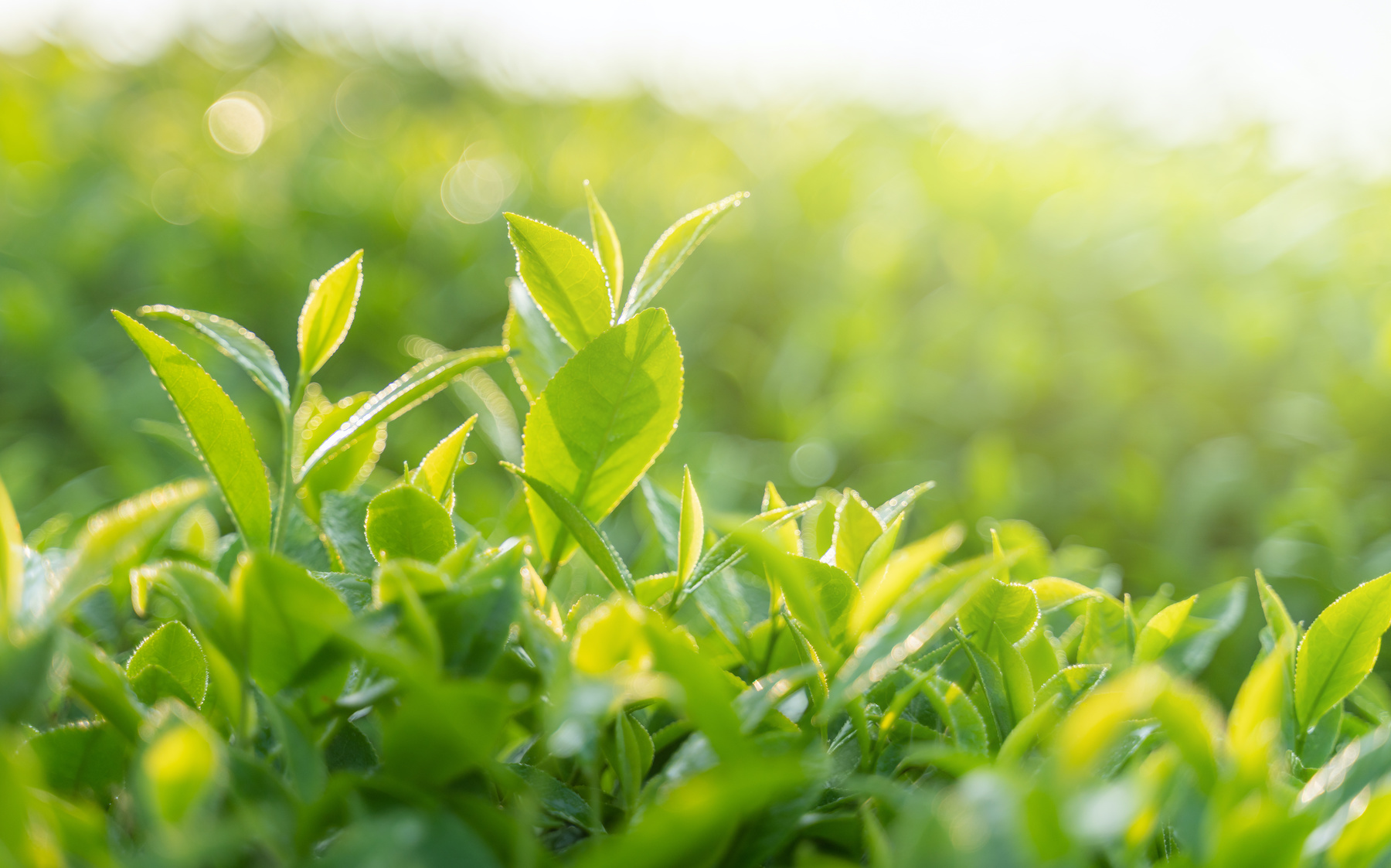 Les feuilles desséchées vibrent à une fréquence plus faible. © Hanoi Photography, Adobe Stock